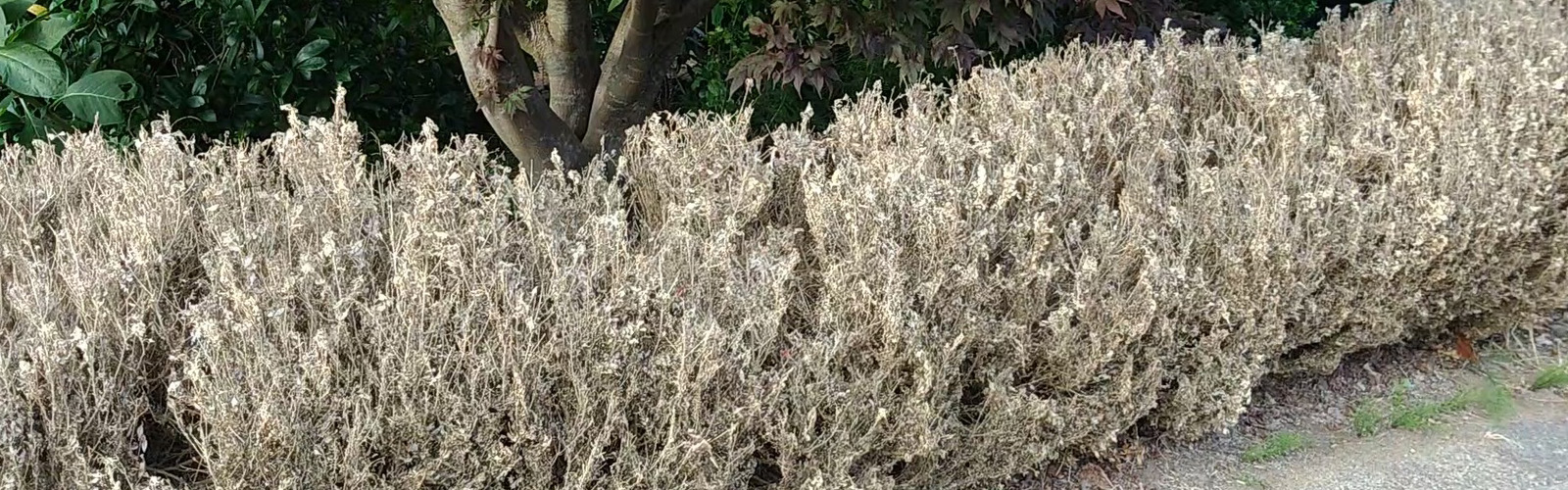Buxusmot? alternatieven voor de buxus