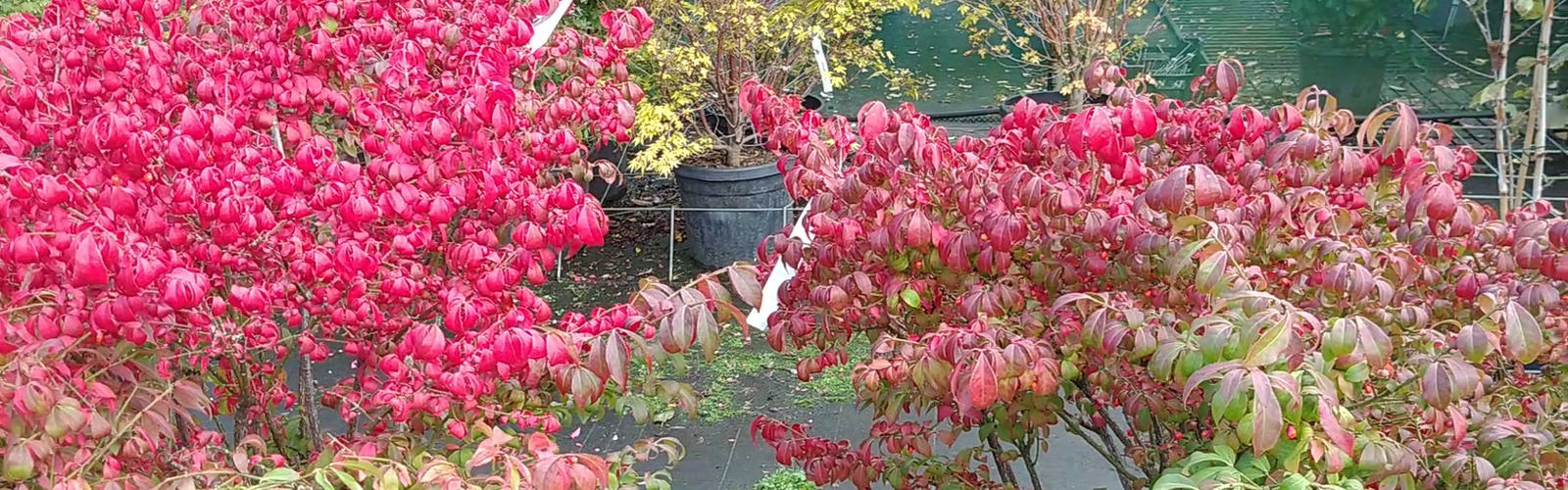 Sobriquette Vervullen haspel Struiken Met Geweldige Herfstkleuren » Tuinplantenshop