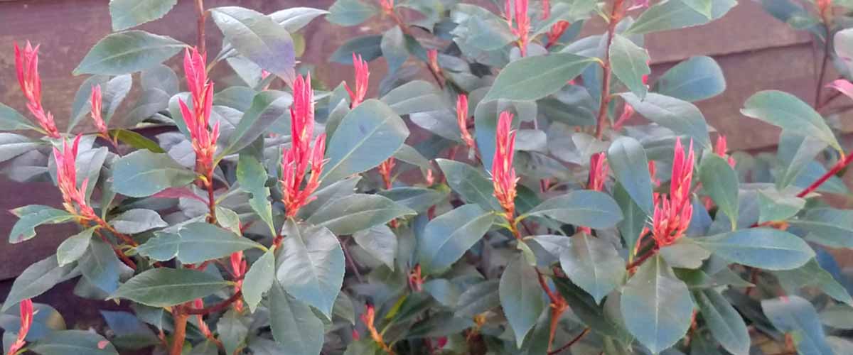 Aantrekkelijke heesters voor in de wintertuin