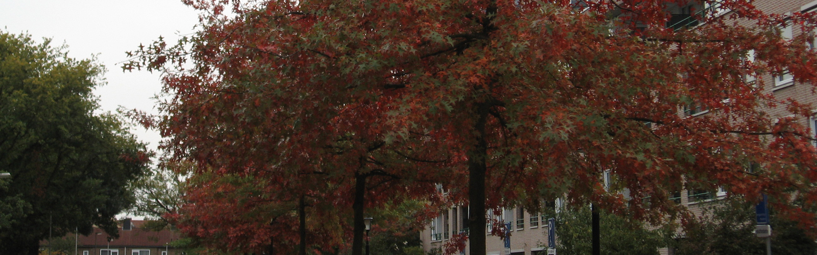 Bomen met unieke herfstverkleuringen