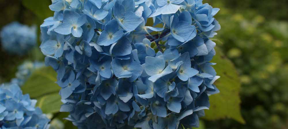 Hortensia, Hortensia's