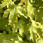 Veldesdoorn - Spaanse aak | Acer campestre 'Nanum'