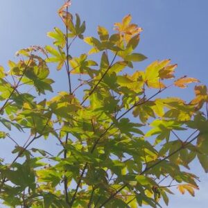 Japanse Esdoorn | Acer pal. 'Ôsakazuki'
