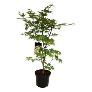 Japanse esdoorn | Acer palmatum 'Ôsakazuki'