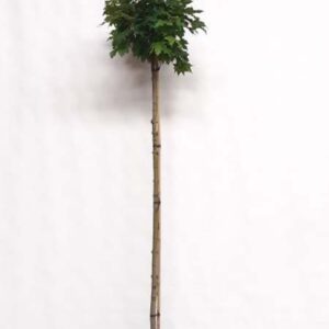 Bol Noorse esdoorn | Acer platanoides 'Globosum'