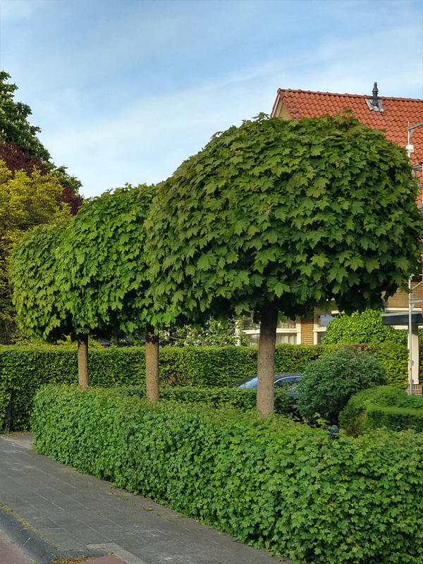 Noorse esdoorn | Acer plat. 'Globosum'