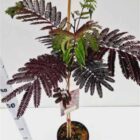 Perzische slaapboom | Albizia julibrissin 'Summer Chocolate' | In pot 3L | Hoogte 40-60cm Perzische slaapboom | Albizia julibrissin 'Summer Chocolate'