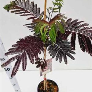 Perzische slaapboom | Albizia julibrissin 'Summer Chocolate'