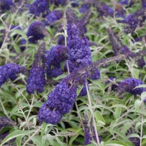 Vlinderstruik | Buddleja dav. 'Adonis Blue'®
