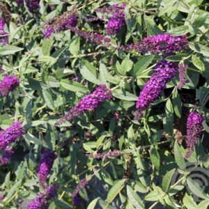 Vlinderstruik | Buddleja dav. 'African Queen'