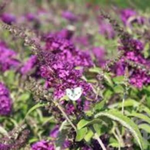 Vlinderstruik | Buddleja dav. 'Buzz Pink Purple'