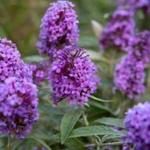 Vlinderstruik | Buddleja dav. Buzz™ 'Sky Blue'