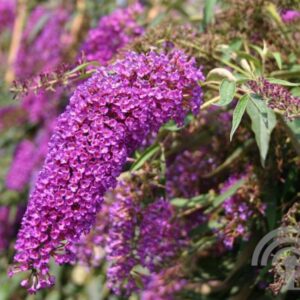 Vlinderstruik | Buddleja dav. 'Nanho Purple'
