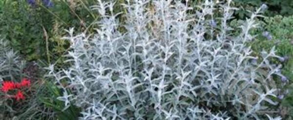 Vlinderstruik | Buddleja 'Silver Anniversary'®