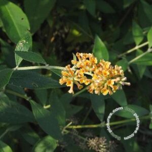 Vlinderstruik | Buddleja weyeriana 'Sungold'