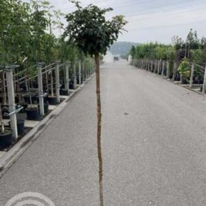 Acer campestre 'Nanum' | Bol Veldesdoorn | Spaanse aak