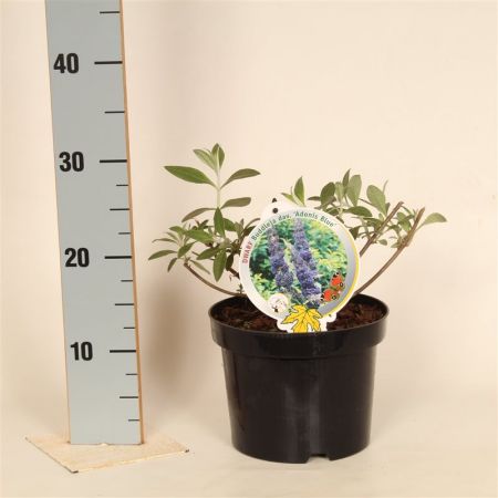 Vlinderstruik | Buddleja dav. 'Adonis Blue'