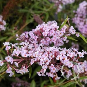 Vlinderstruik | Buddleja dav. var. nanhoensis