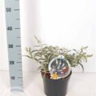 Vlinderstruik | Buddleja davidii 'White Ball'