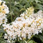 Vlinderstruik | Buddleja davidii 'White Ball'