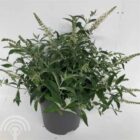 Vlinderstruik | Buddleja davidii 'White Chip' | In pot 3L Vlinderstruik | Buddleja davidii 'White Chip'