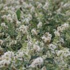 Vlinderstruik | Buddleja davidii 'White Chip' | In pot 3L Vlinderstruik | Buddleja davidii 'White Chip' | Bloemen