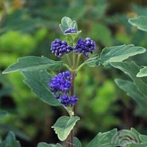 Caryopteris - Blauwe spirea | Caryopteris cland. 'Grand Blue'