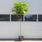 Bol trompetboom | Catalpa bignonioides 'Nana'