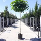 Bol trompetboom | Catalpa bignonioides 'Nana' | In pot | Stamhoogte 200cm | Stamomtrek 10-12cm Bol trompetboom | Catalpa bignonioides 'Nana'