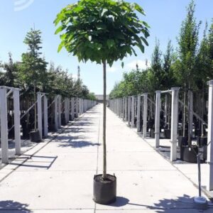 Bol trompetboom | Catalpa bignonioides 'Nana'