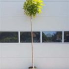 Bol trompetboom | Catalpa bignonioides 'Nana' | In pot | Stamhoogte 220cm | Stamomtrek 12-14cm Bol trompetboom | Catalpa bignonioides 'Nana'