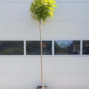 Bol trompetboom | Catalpa bignonioides 'Nana'