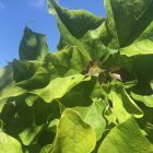 Bol trompetboom | Catalpa bignonioides 'Nana' | In pot | Stamhoogte 220cm | Stamomtrek 12-14cm Bol trompetboom | Catalpa bignonioides 'Nana'