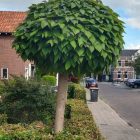 Bol trompetboom | Catalpa bignonioides 'Nana' | In pot | Stamhoogte 220cm | Stamomtrek 12-14cm Bol trompetboom | Catalpa bignonioides 'Nana'