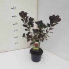 Pruikenboom | Cotinus coggygria 'Royal Purple' | In pot 3L | Hoogte 40-50cm Pruikenboom | Cotinus coggygria 'Royal Purple'