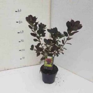 Pruikenboom | Cotinus coggygria 'Royal Purple'