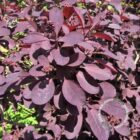 Pruikenboom | Cotinus coggygria 'Royal Purple' | In pot 3L | Hoogte 40-50cm Cotinus coggygria Royal Purple blad 45x45 1