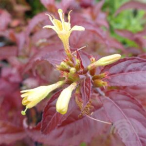 Diervilla | Diervilla rivularis 'Troja Black'