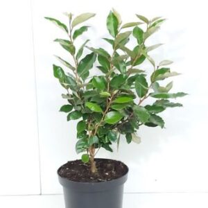 Olijfwilg | Elaeagnus ebb. 'Compacta'