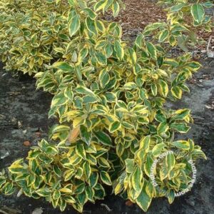 Olijfwilg | Elaeagnus ebb. 'Gilt Edge'