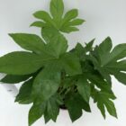 Vingerplant | Fatsia japonica