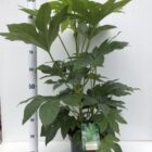 Vingerplant | Fatsia japonica