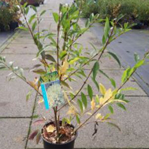 Chinees klokje | Forsythia int. 'Lynwood'