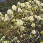 Forthergilla | Fothergilla major