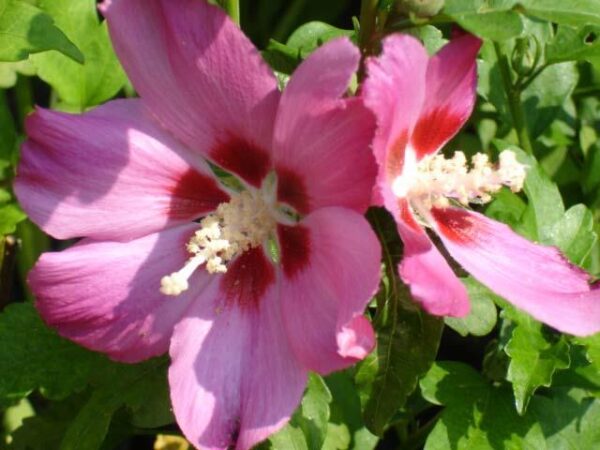 Altheastruik - Tuinhibiscus | Hibiscus syr. 'Pink Giant' ®