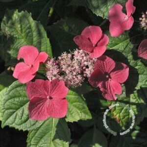 Hortensia - schermvormig | Hydrangea macr. 'Bergfink'