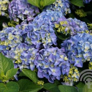 Hortensia - bolvormig | Hydrangea macr. 'Early Blue'