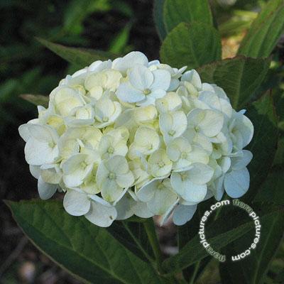 Hortensia - bolvormig | Hydrangea macr. 'Mme Emile Mouillère'