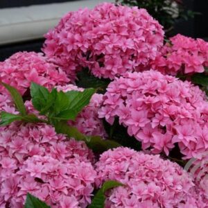 Hortensia - bolvormig | Hydrangea macr. 'Expression'
