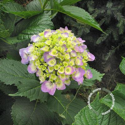 Hortensia - bolvormig | Hydrangea macr. 'Gertrud Glahn'